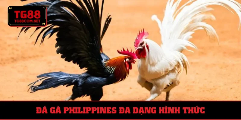 Đá gà Philippines nhiều thể thức giao tranh